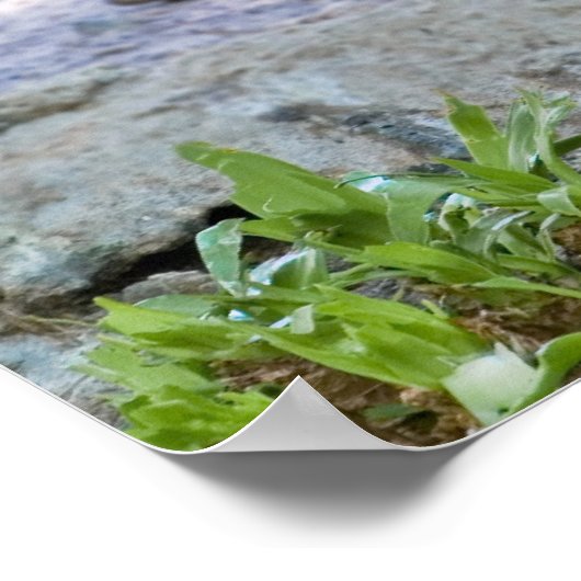 Brown Pelican Poster (Ecke)