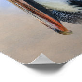 Brown Pelican Poster (Ecke)