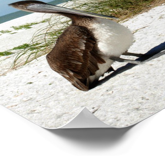 Brown Pelican Poster (Ecke)