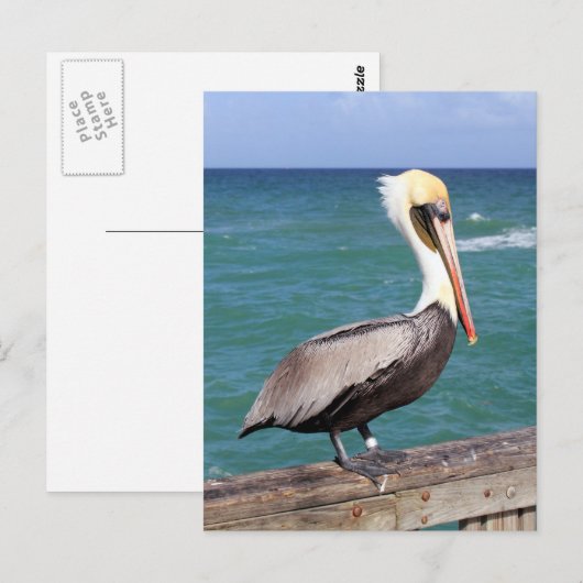 Brown Pelican Postkarte (Vorne/Hinten)