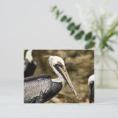 Brown Pelican Postkarte (Stehend Vorderseite)