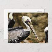 Brown Pelican Postkarte (Vorne/Hinten)