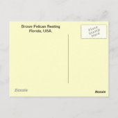 Brown Pelican Postkarte (Rückseite)