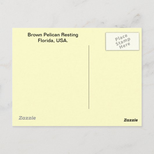 Brown Pelican Postkarte (Rückseite)