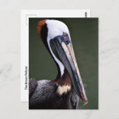 Brown Pelican Profile Postkarte (Vorne/Hinten)