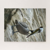 Brown Pelican Puzzle (Horizontal)