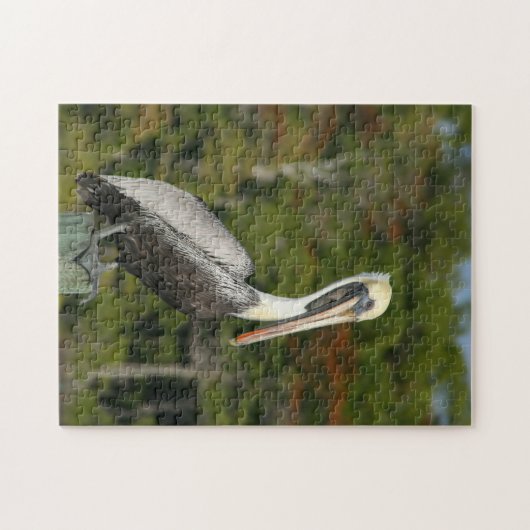 Brown Pelican Puzzle (Horizontal)