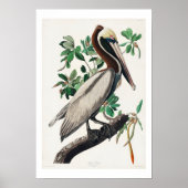 Brown Pelican von Audubon Poster (Vorne)
