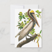 Brown Pelican von John James Audubon Dankeskarte (Vorderseite)