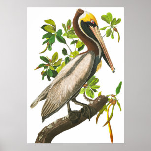 Brown Pelican von John James Audubon Poster
