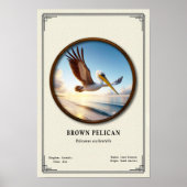 Brown Pelican Zoology Series Poster (Vorne)