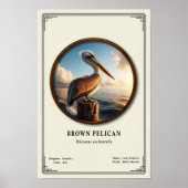 Brown Pelican Zoology Series Poster (Vorne)