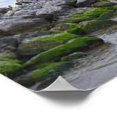 "Brown Pelicans at Pelican Point, Dauphin Point Poster (Ecke)