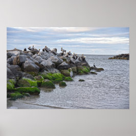 "Brown Pelicans at Pelican Point, Dauphin Point Poster