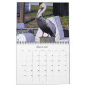 Brown Pelicans Kalender (Mär 2027)