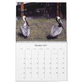 Brown Pelicans Kalender (Jan 2027)