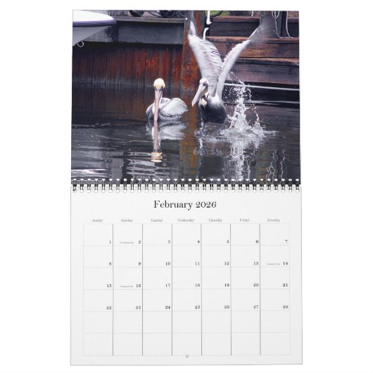 Brown Pelicans Kalender (Feb 2026)