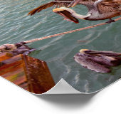 Brown Pelicans Squabble in Florida Poster (Ecke)
