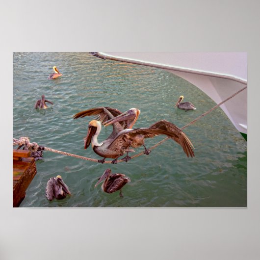Brown Pelicans Squabble in Florida Poster (Vorne)