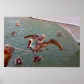 Brown Pelicans Squabble in Florida Poster (Vorne)