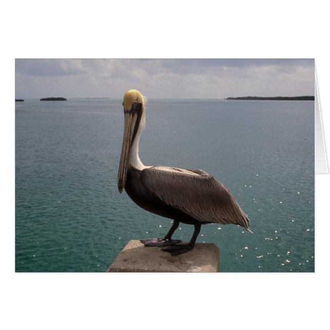 Brown-Pelikan-Florida-Schlüssel (Vorderseite (Horizontal))