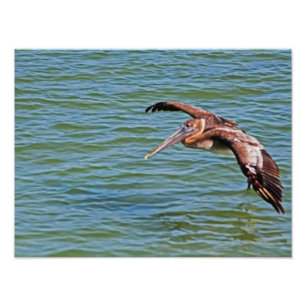 Brown-Pelikan im Flug über Wasser Fotodruck