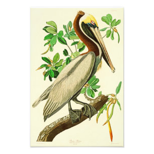 Brown-Pelikan-John James Audubon-Vögel von Amerika Fotodruck