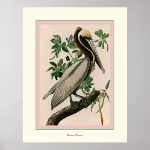 Brown-Pelikan Poster