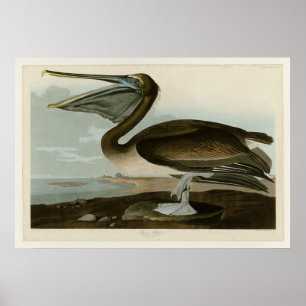 Brown-Pelikan Poster