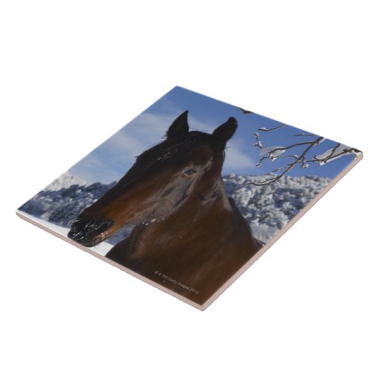 Brown-Pferd im Winter Fliese (Seite)