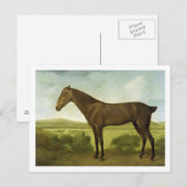 Brown-Pferd in einer hügeligen Landschaft, Postkarte (Vorne/Hinten)