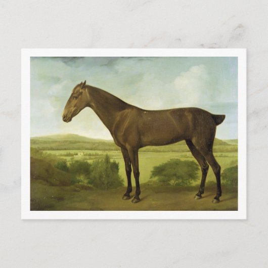 Brown-Pferd in einer hügeligen Landschaft, Postkarte (Vorderseite)