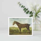 Brown-Pferd in einer hügeligen Landschaft, Postkarte (Stehend Vorderseite)