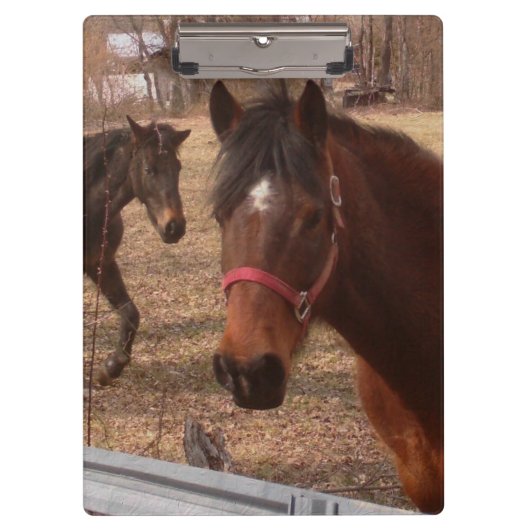 Brown-Pferde Klemmbrett (Vorderseite)