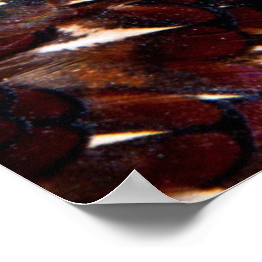 Brown Pheasant Feather Design Poster (Ecke)