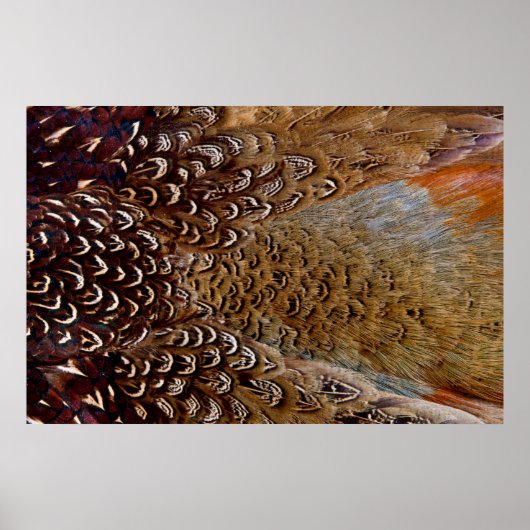 Brown Pheasant Feather Design Poster (Vorne)