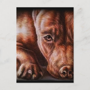 Brown pitbull face drawing of pet portrait dog postkarte