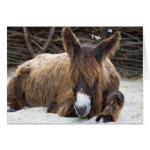 Brown Poitou Donkey (Vorderseite (Horizontal))