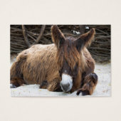 Brown Poitou Donkey (Vorderseite)