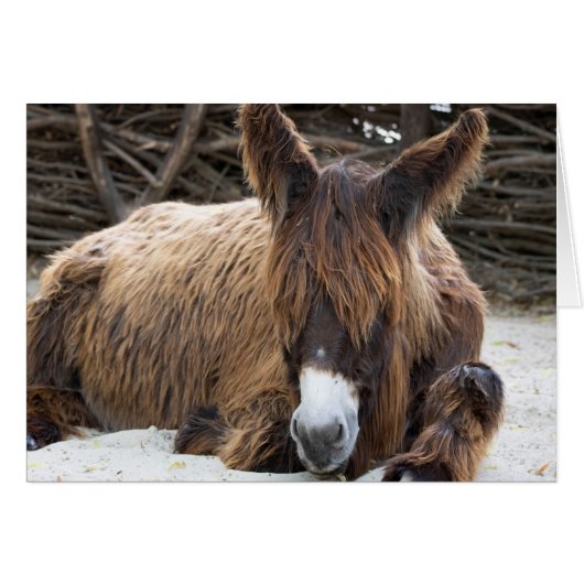 Brown Poitou Donkey (Vorderseite (Horizontal))