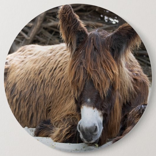 Brown Poitou Donkey Button (Vorderseite)