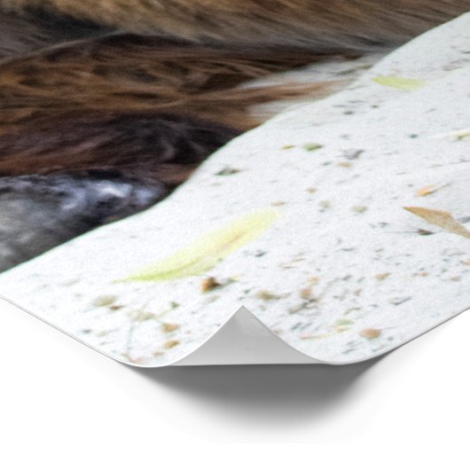 Brown Poitou Donkey Poster (Ecke)