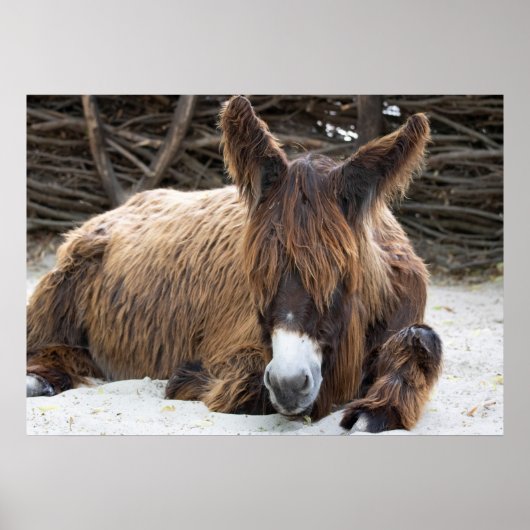 Brown Poitou Donkey Poster (Vorne)