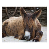 Brown Poitou Donkey Poster (Vorderseite)