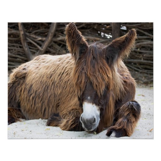 Brown Poitou Donkey Poster (Vorderseite)