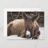 Brown Poitou Donkey Postkarte (Vorne/Hinten)