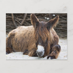 Brown Poitou Donkey Postkarte