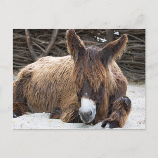 Brown Poitou Donkey Postkarte (Vorderseite)