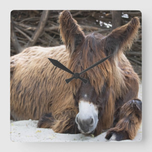 Brown Poitou Donkey Quadratische Wanduhr