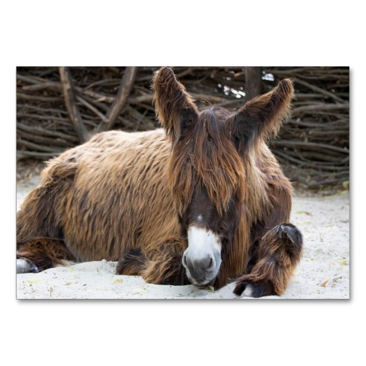 Brown Poitou Donkey Tischnummer (Vorderseite)